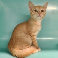 Monica, chatte à adopter