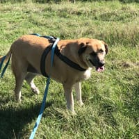 LOU CNNE, chienne à adopter