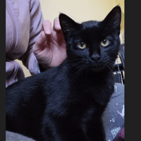 ALDOR, chat à adopter