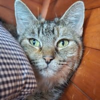 ANOUCHKA, chatte à adopter