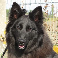 CHOCOLAT, chien à adopter