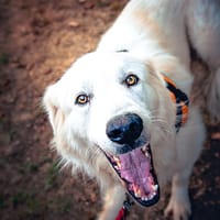 VOLVIK, chien à adopter