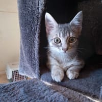 Banana (réservée), chatte à adopter