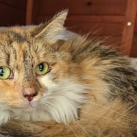DUCHESSE, chatte à adopter