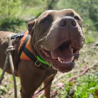 SHOTTAS, chienne à adopter