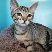 Samara, chatte à adopter
