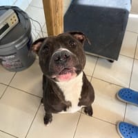 Menté (Tyson), chien à adopter