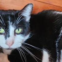 JUMBO, chat à adopter