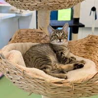 KAT réservée, chatte à adopter