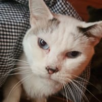 LUFFY, chat à adopter