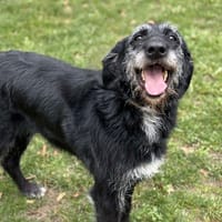 Houston, chienne à adopter