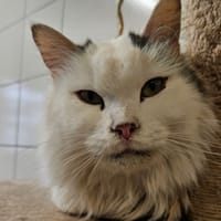 MOUMOUSSE, chat à adopter