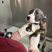 ASTRA, chienne à adopter