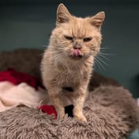 GARFIELD, chat à adopter