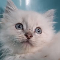 Hatata, chatte à adopter