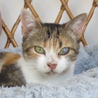 Actea, chatte à adopter