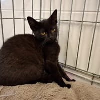 GERTRUDE, chatte à adopter