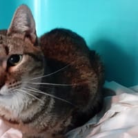 Lilas, chatte à adopter