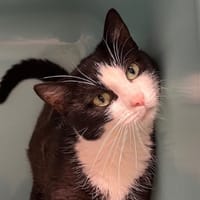 Jazzy CAB4548, chatte à adopter
