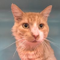 FOX, chat à adopter