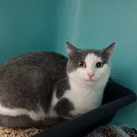 Uno, chat à adopter