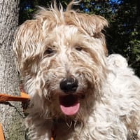 Milou, chien à adopter