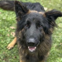 Shy CAA14204, chienne à adopter