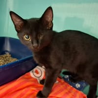 ATHENA, chatte à adopter