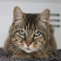 Esmeralda, chatte à adopter