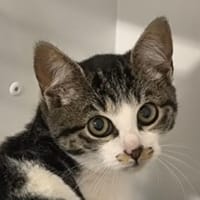 TONIC, chatte à adopter