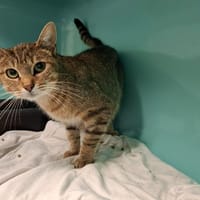 BICHETTE, chatte à adopter