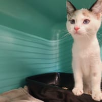 Farrah, chatte à adopter