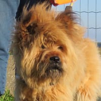 COQUETTE, chienne à adopter