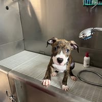 AMOR, chien à adopter