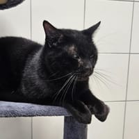 TAZ, chat à adopter