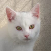 SKAI  (RÉSERVÉ), chat à adopter