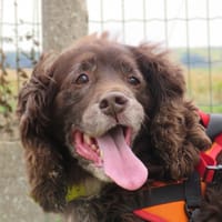 LOLA, chienne à adopter