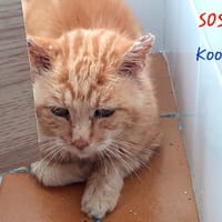 Kool, chat à adopter