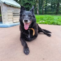JANIS PAA22994, chienne à adopter
