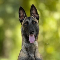 Vinnie, chienne à adopter