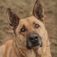 ARKO, chien à adopter