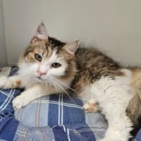 MONA, chatte à adopter