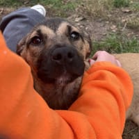 KALLA, chienne à adopter