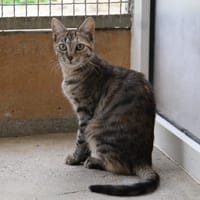 SUZY, chatte à adopter