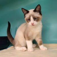 Stomy, chat à adopter