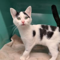 Queen, chatte à adopter