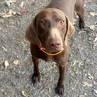 Ugolin Del Tessuor, chien à adopter