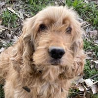 NEMO (Réservé), chien à adopter