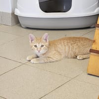 tikoon, chat à adopter