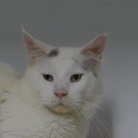 BOO, chat à adopter